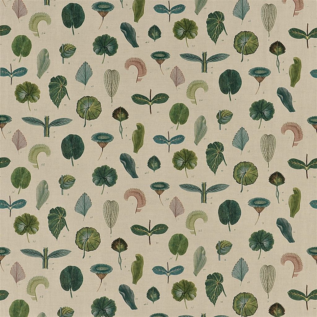 A Leaf Study FJD6017-01