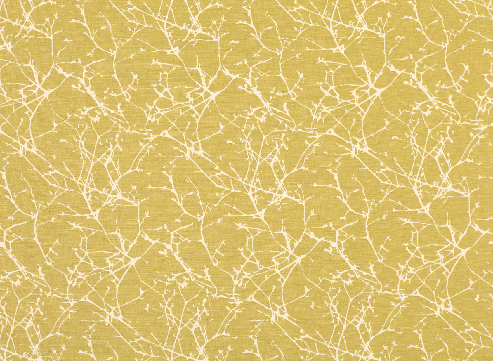 Acacia Quince 7758-01