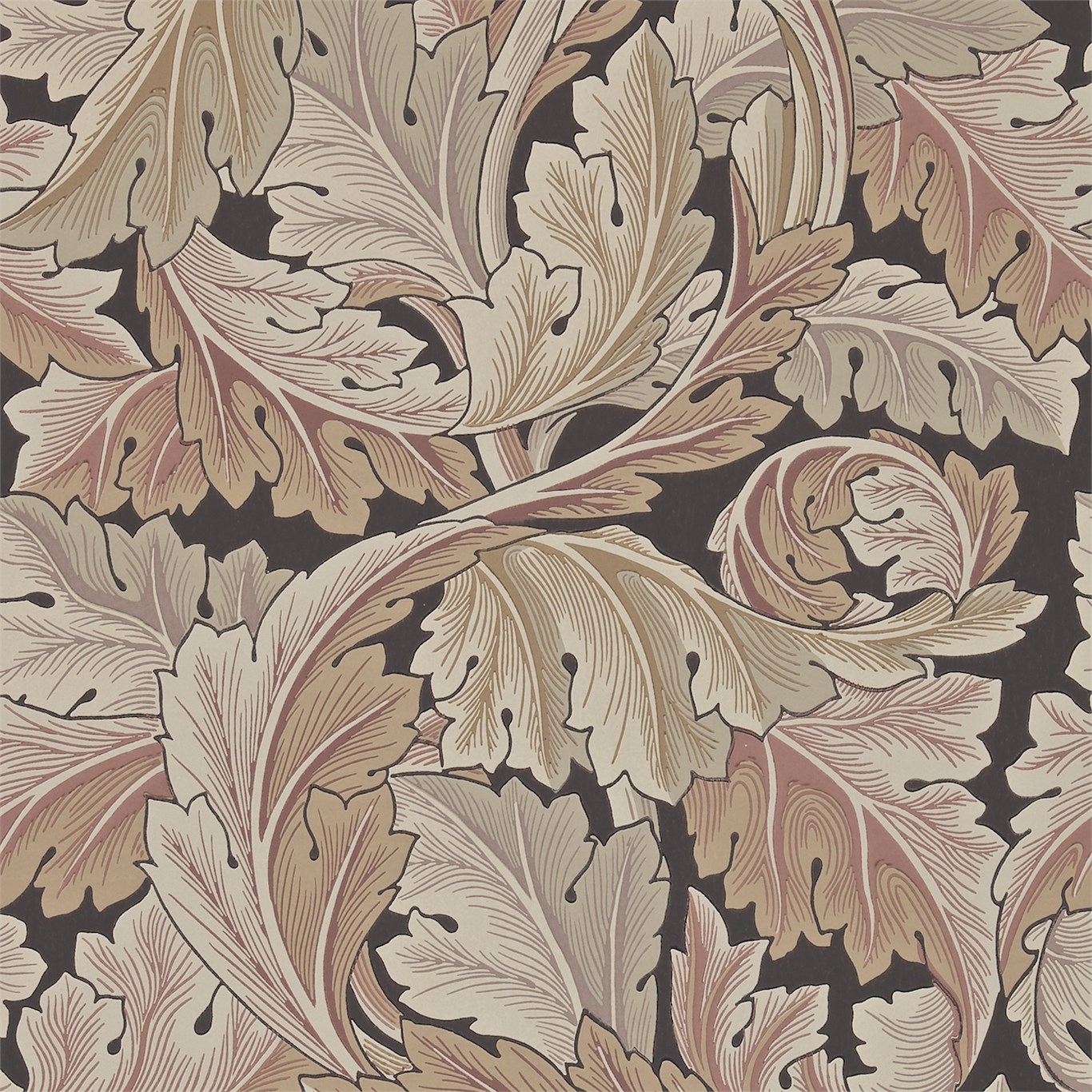 Acanthus 212551