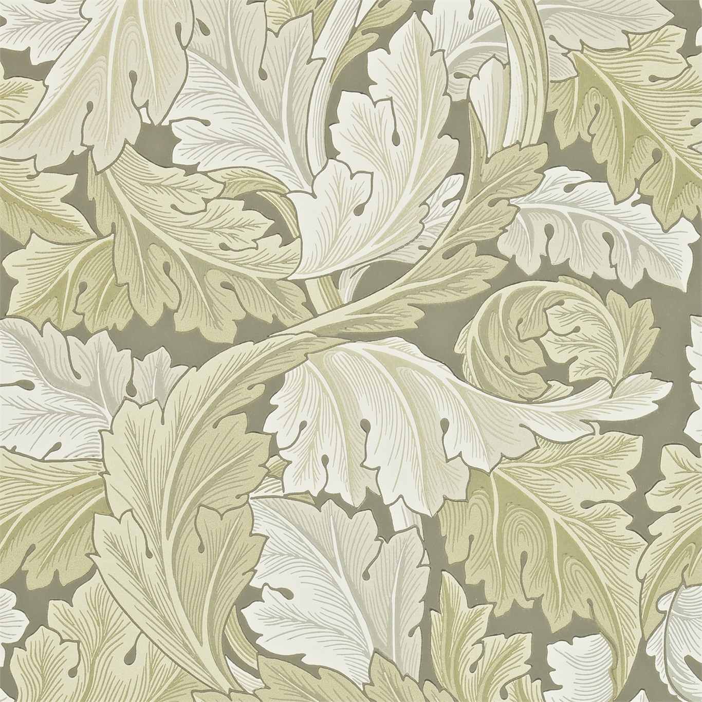 Acanthus 212552
