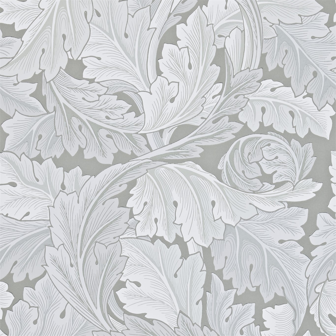 Acanthus 212553