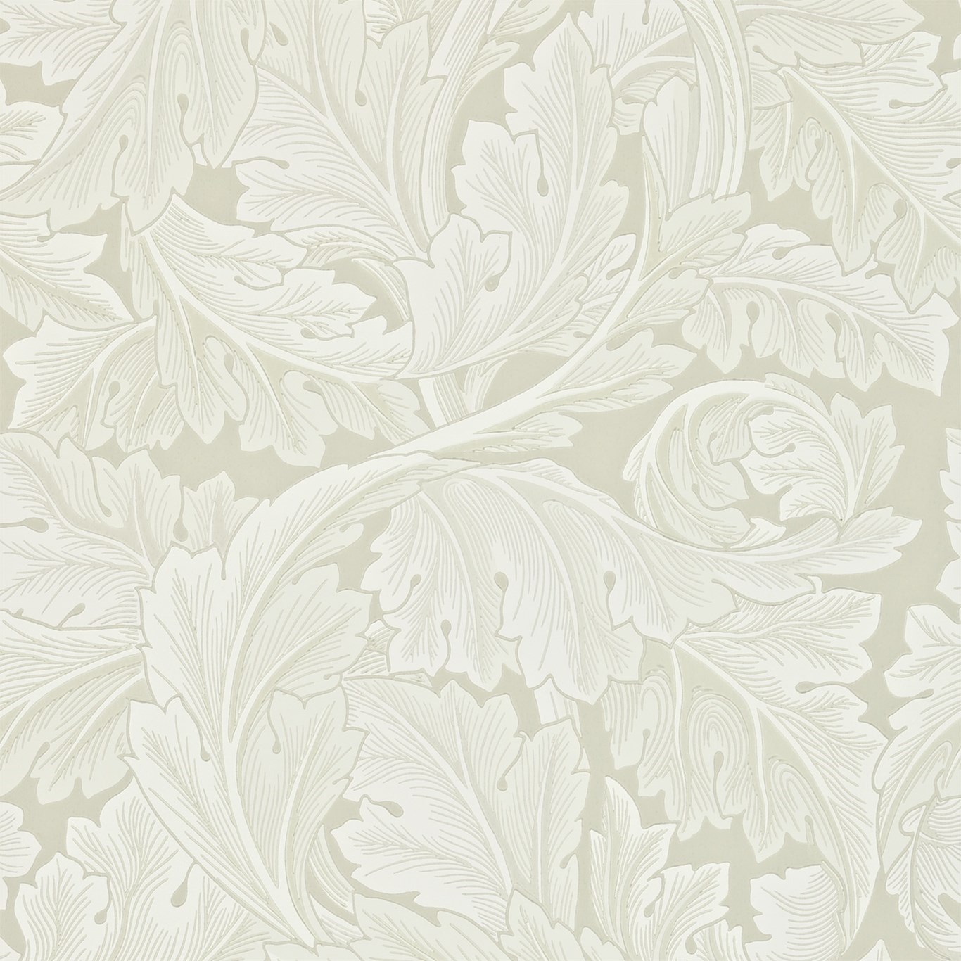 Acanthus 212554