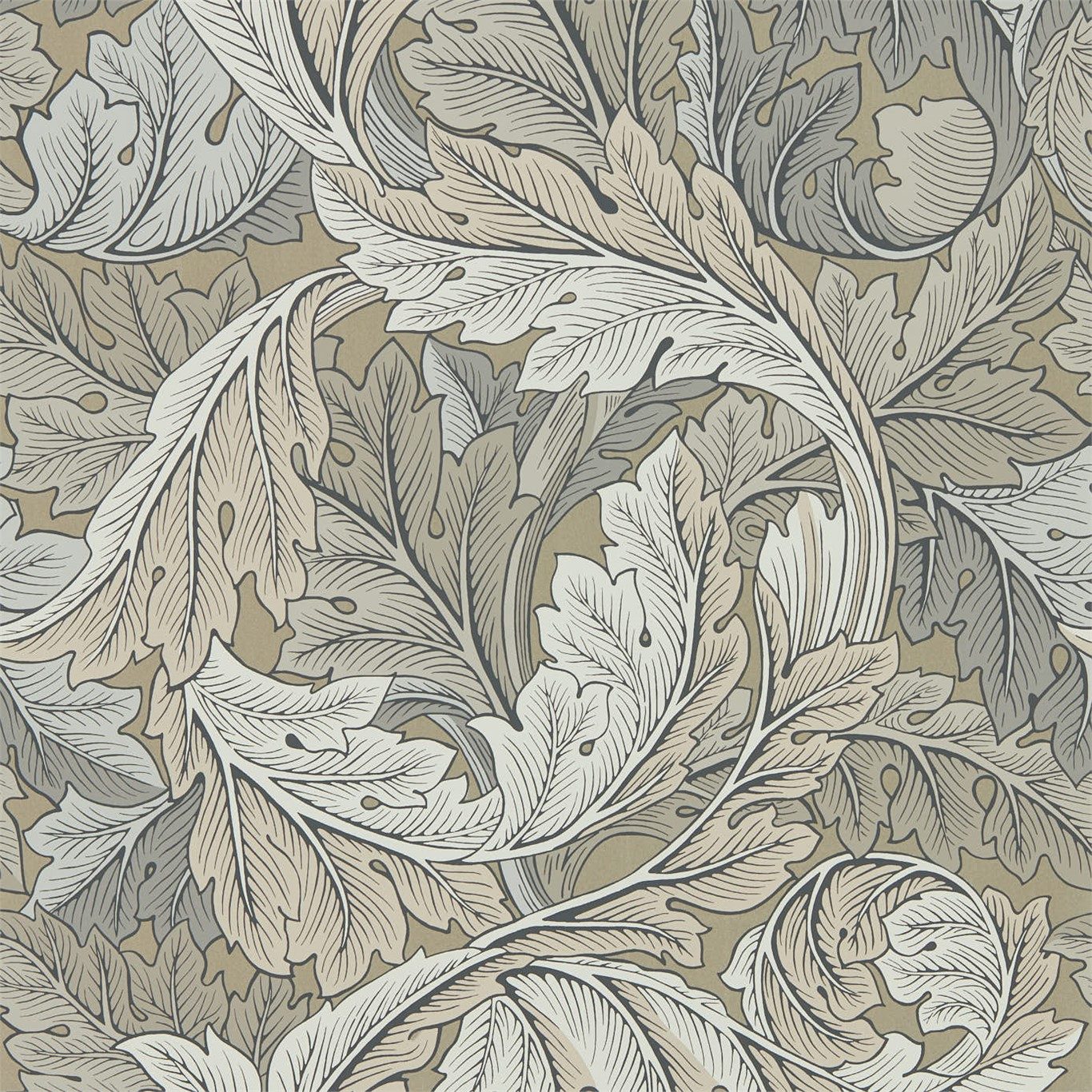 Acanthus 216441