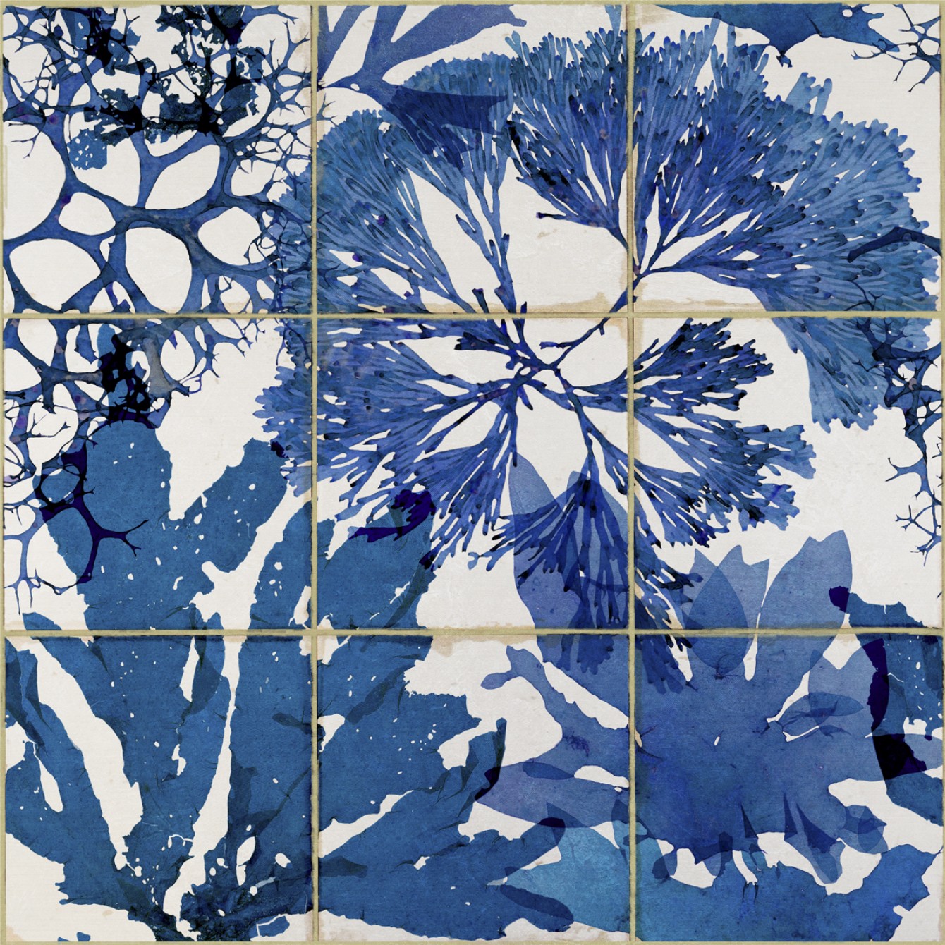 Algae In Blue WP20179