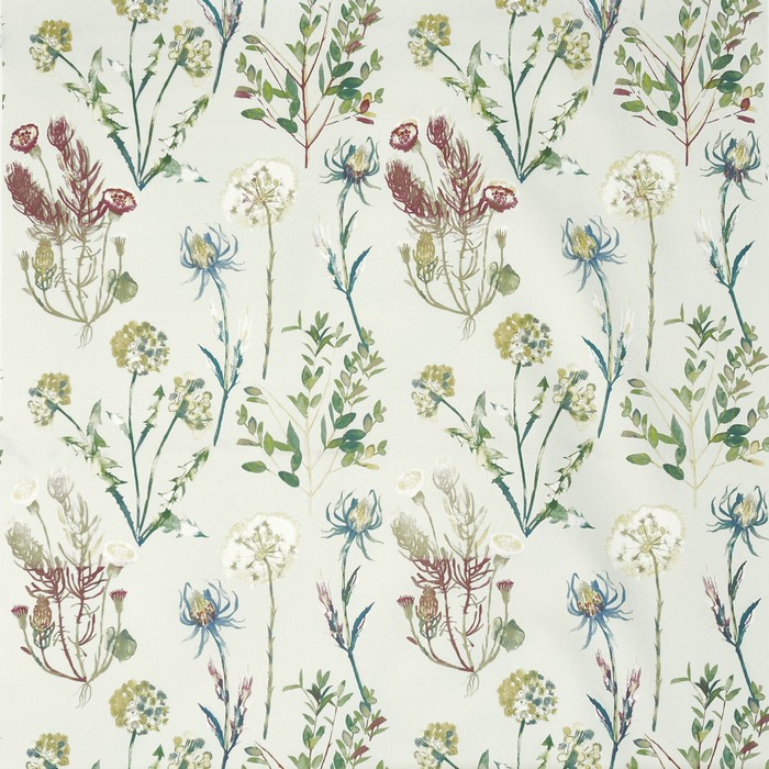 Allium 5049-348