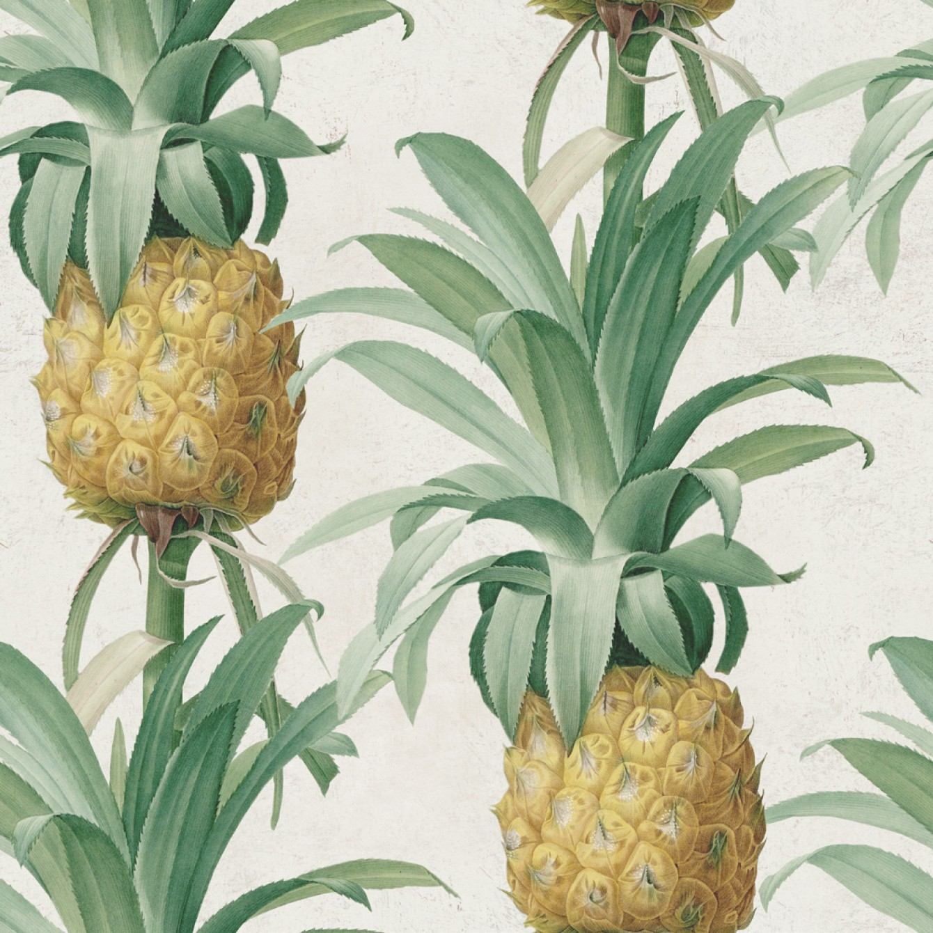 Ananas WP20090