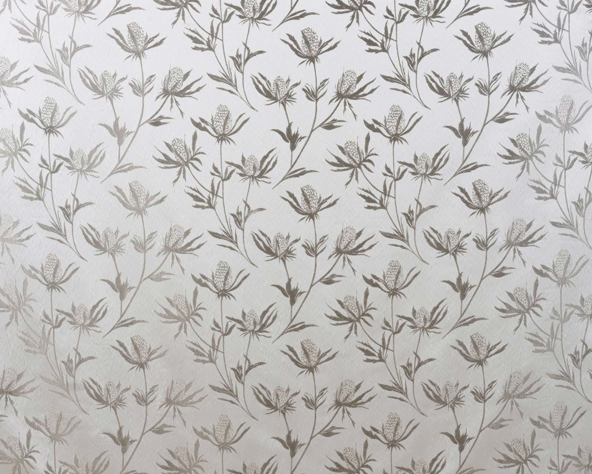 Carlina Silver