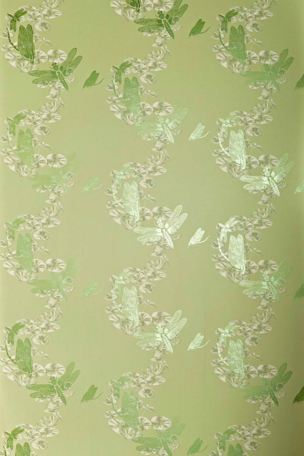 Dragonfly Wallpaper Apple Green