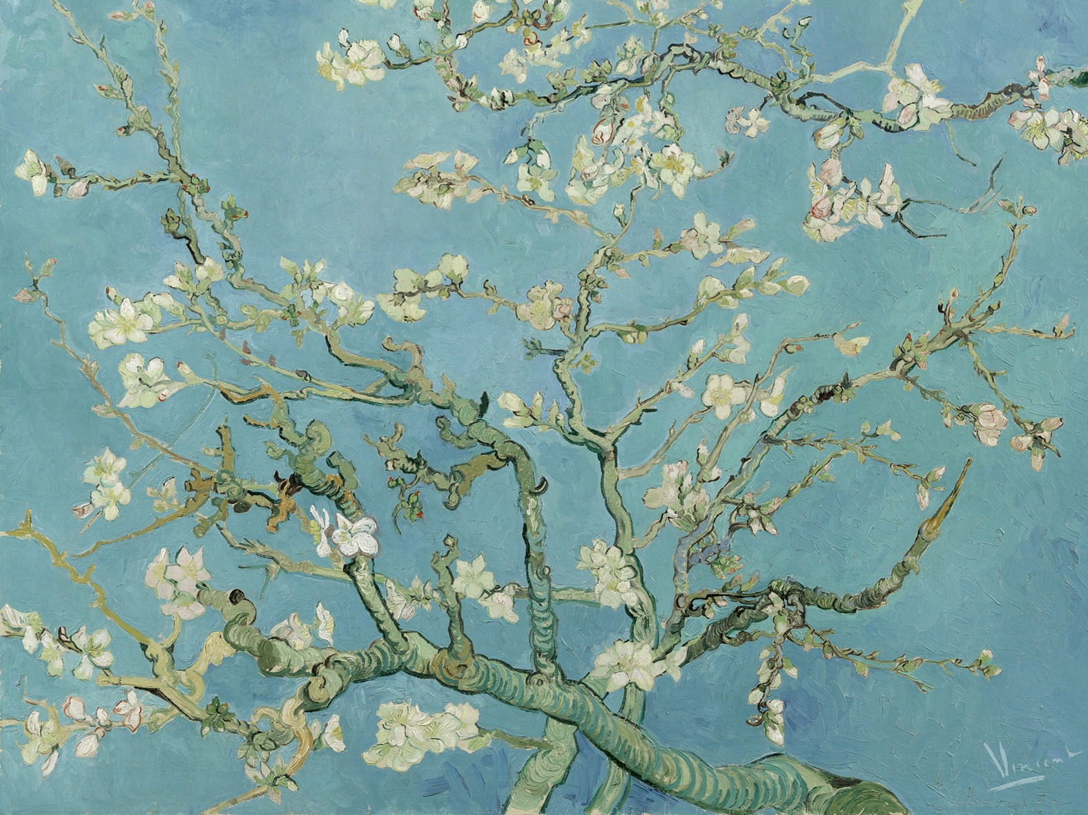 Almond Blossom 200330