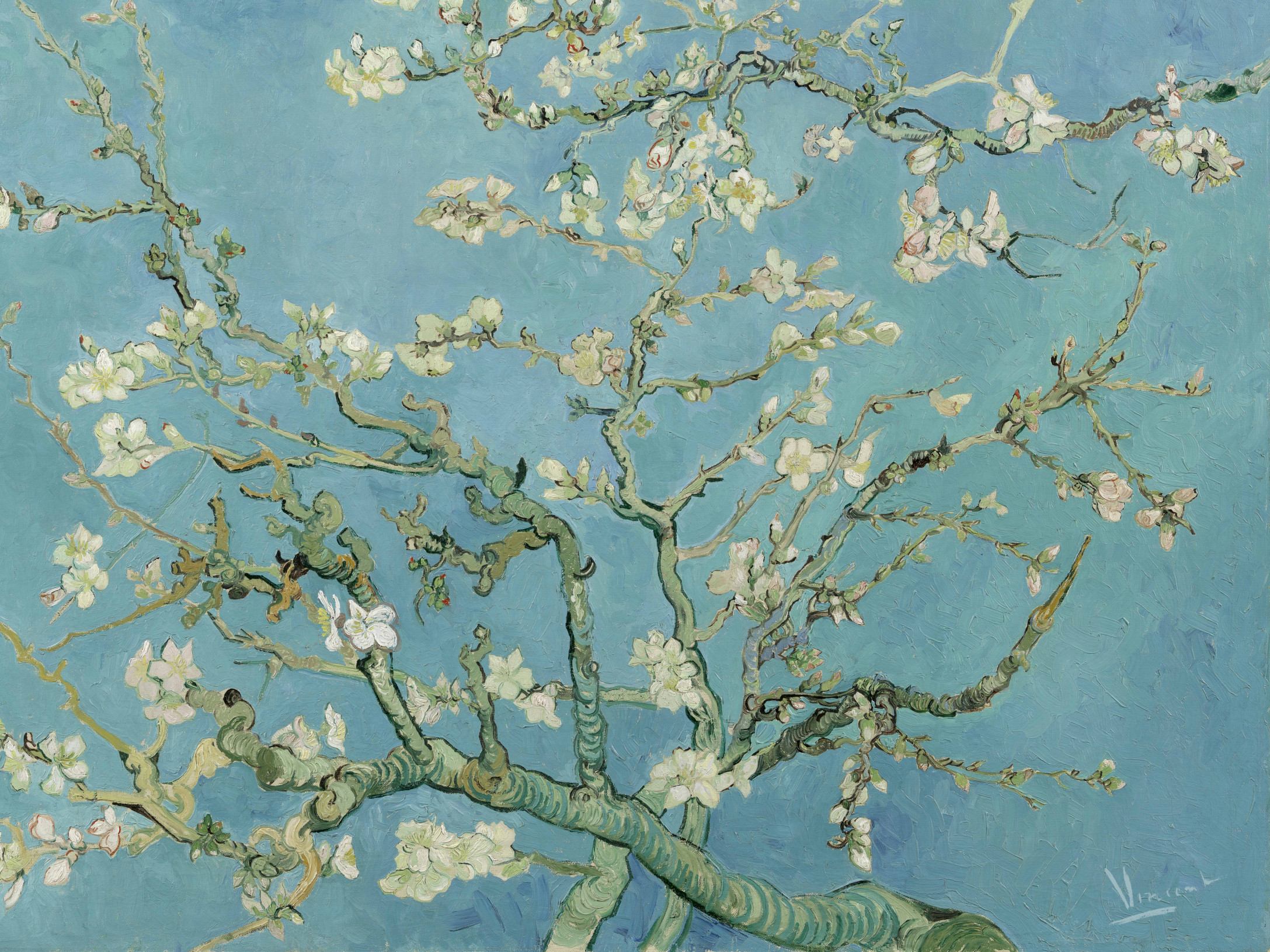 Almond Blossom 30548