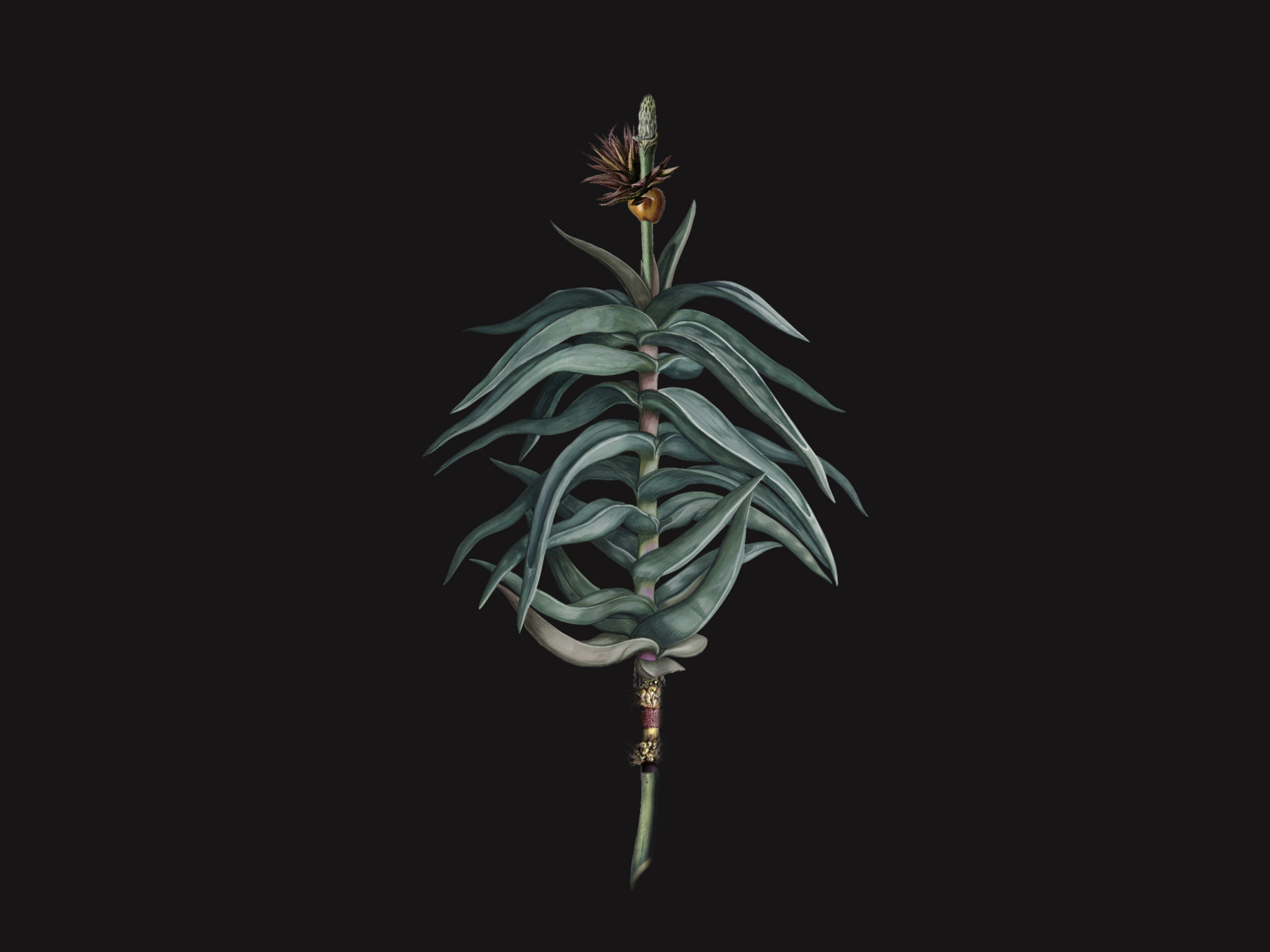 Aloe-Acatus Dark 300366
