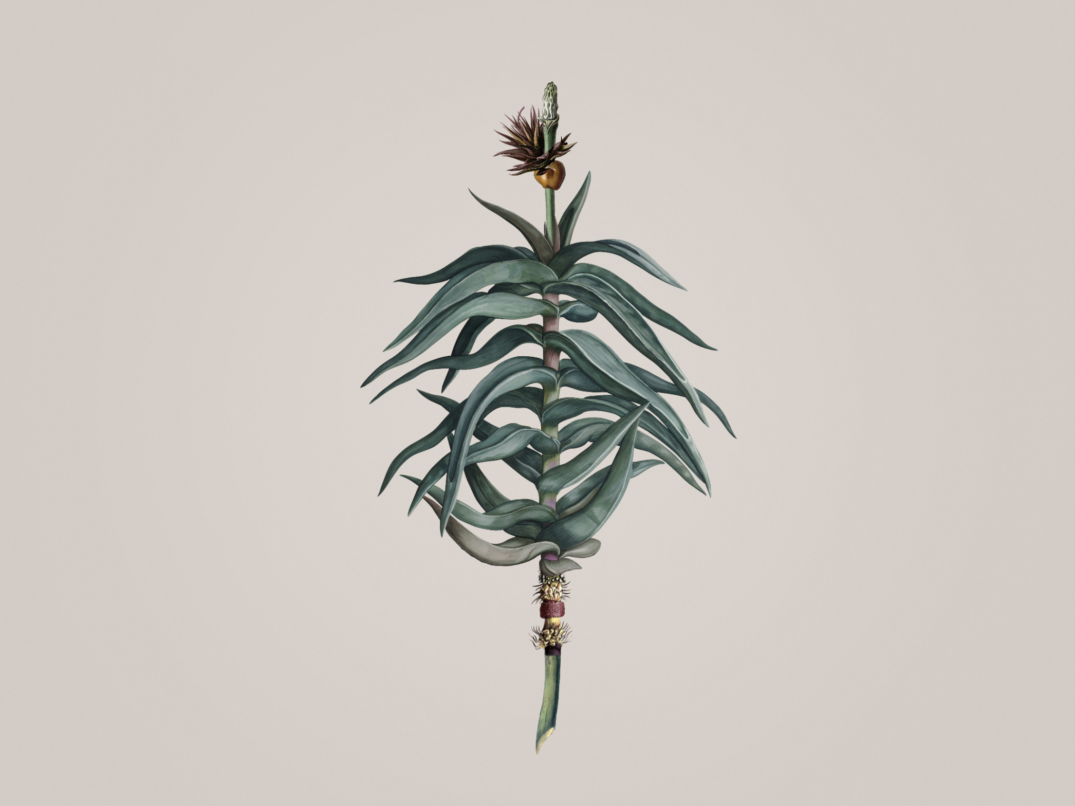 Aloe-Acatus Light 300368