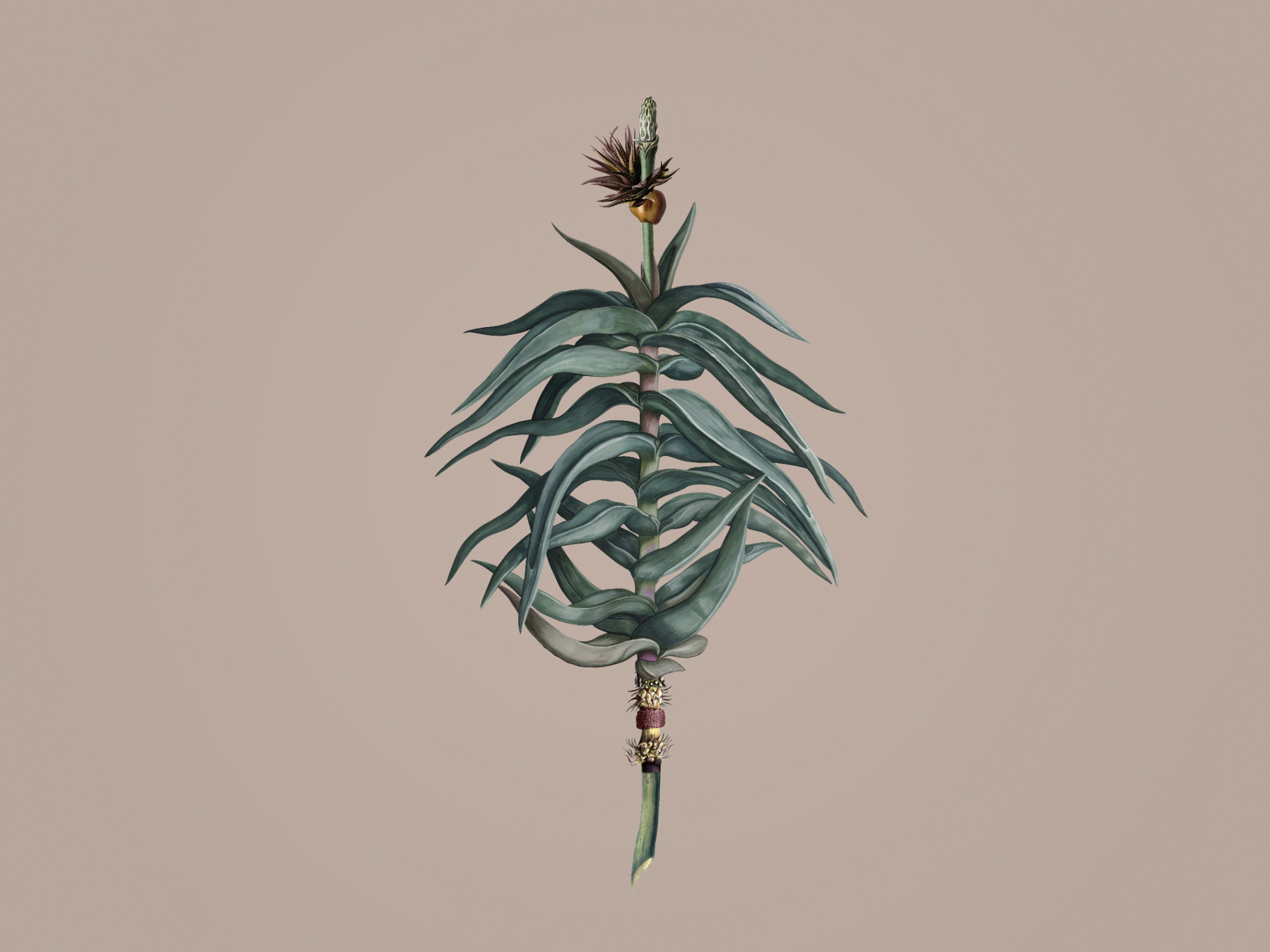 Aloe-Acatus Mid 300367