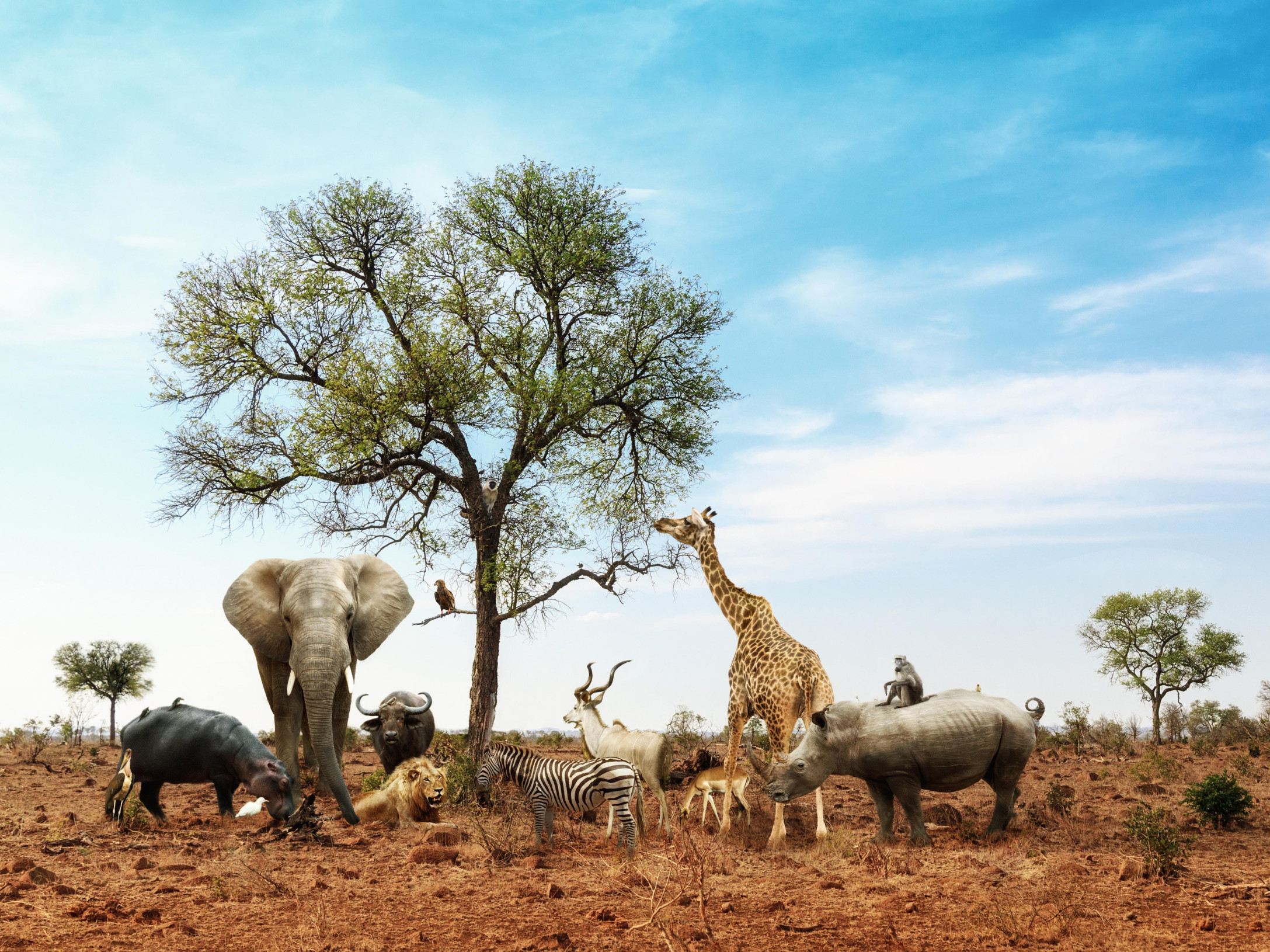 Animal Parade 300389