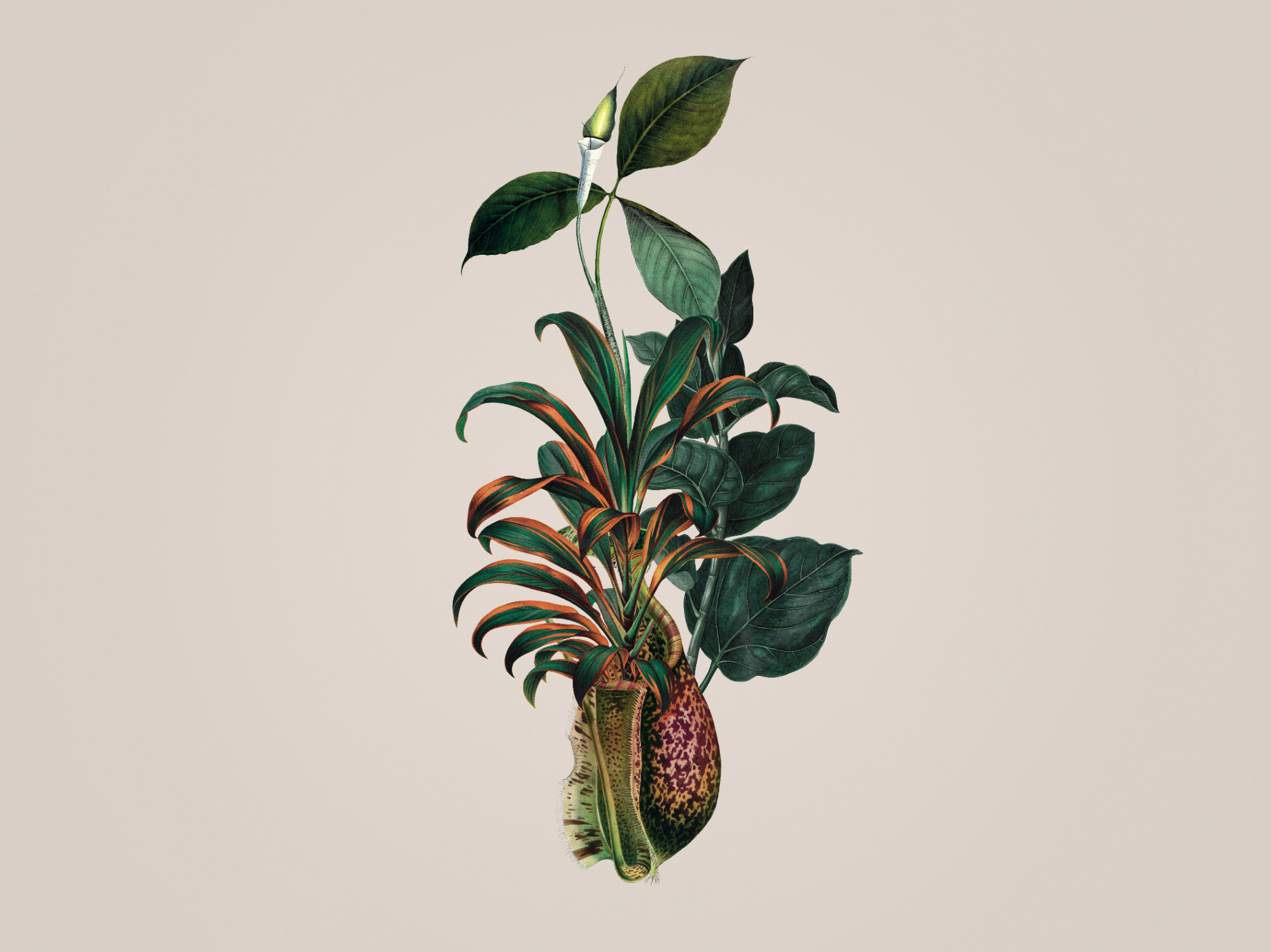 Calla-Alata Light 300365