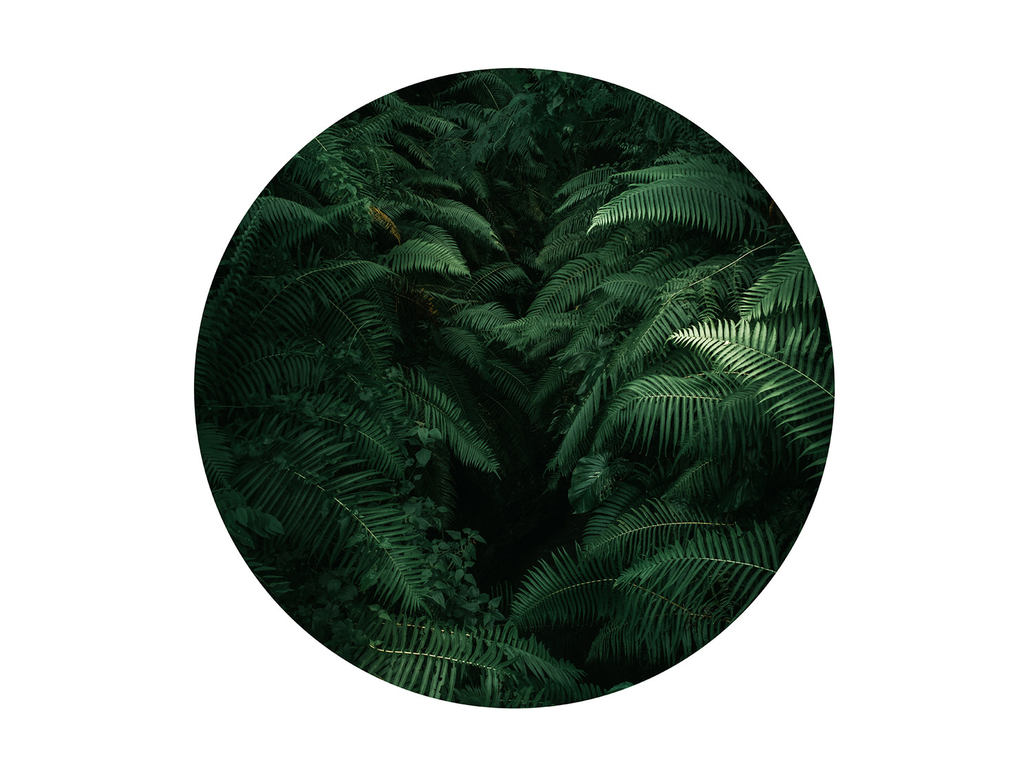Dark Ferns 300338
