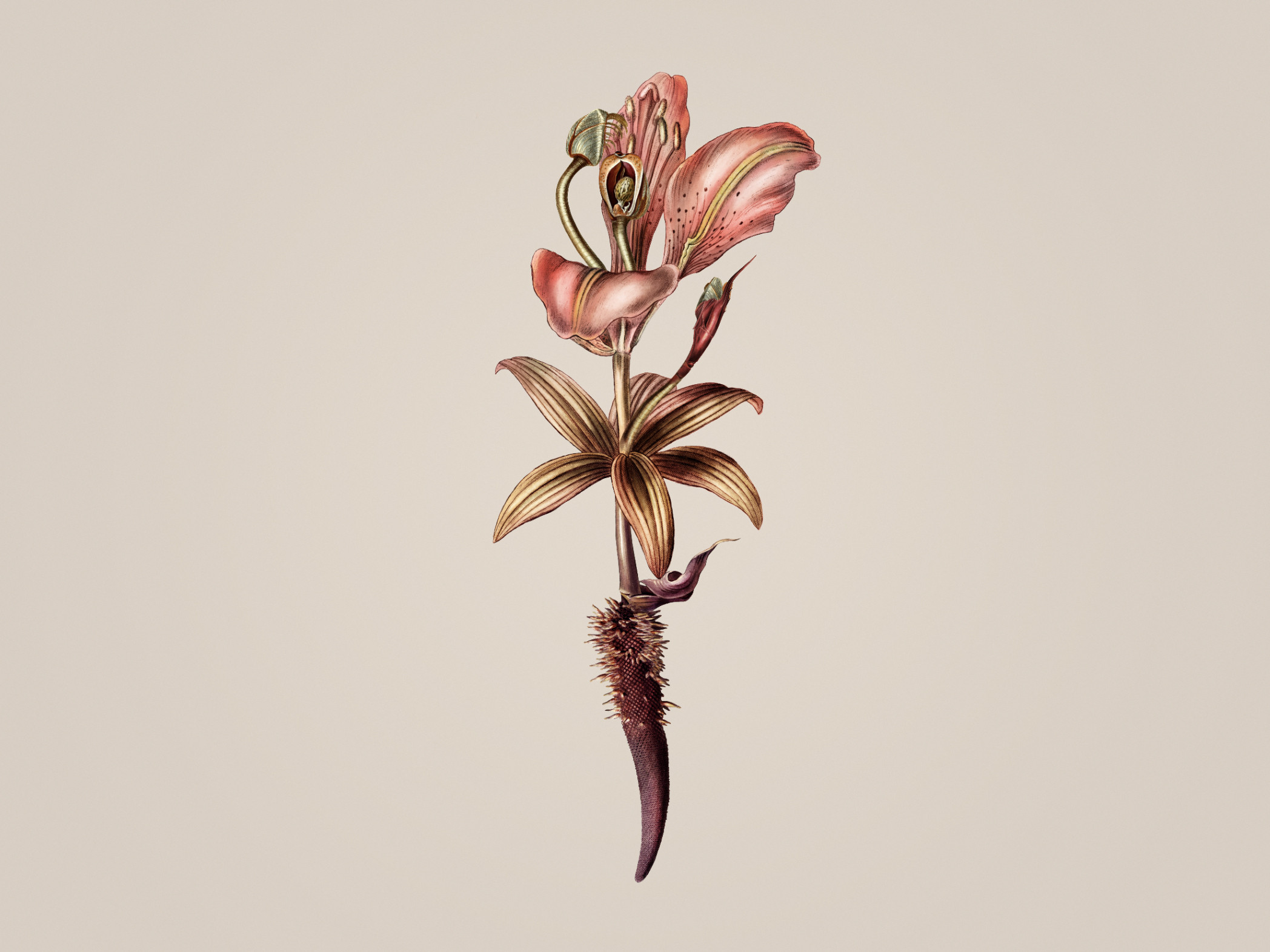 Lili-Dendron Light 300374