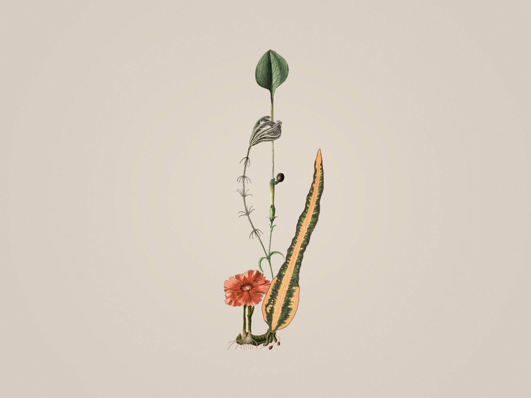 Longus-Taceae Light 300383