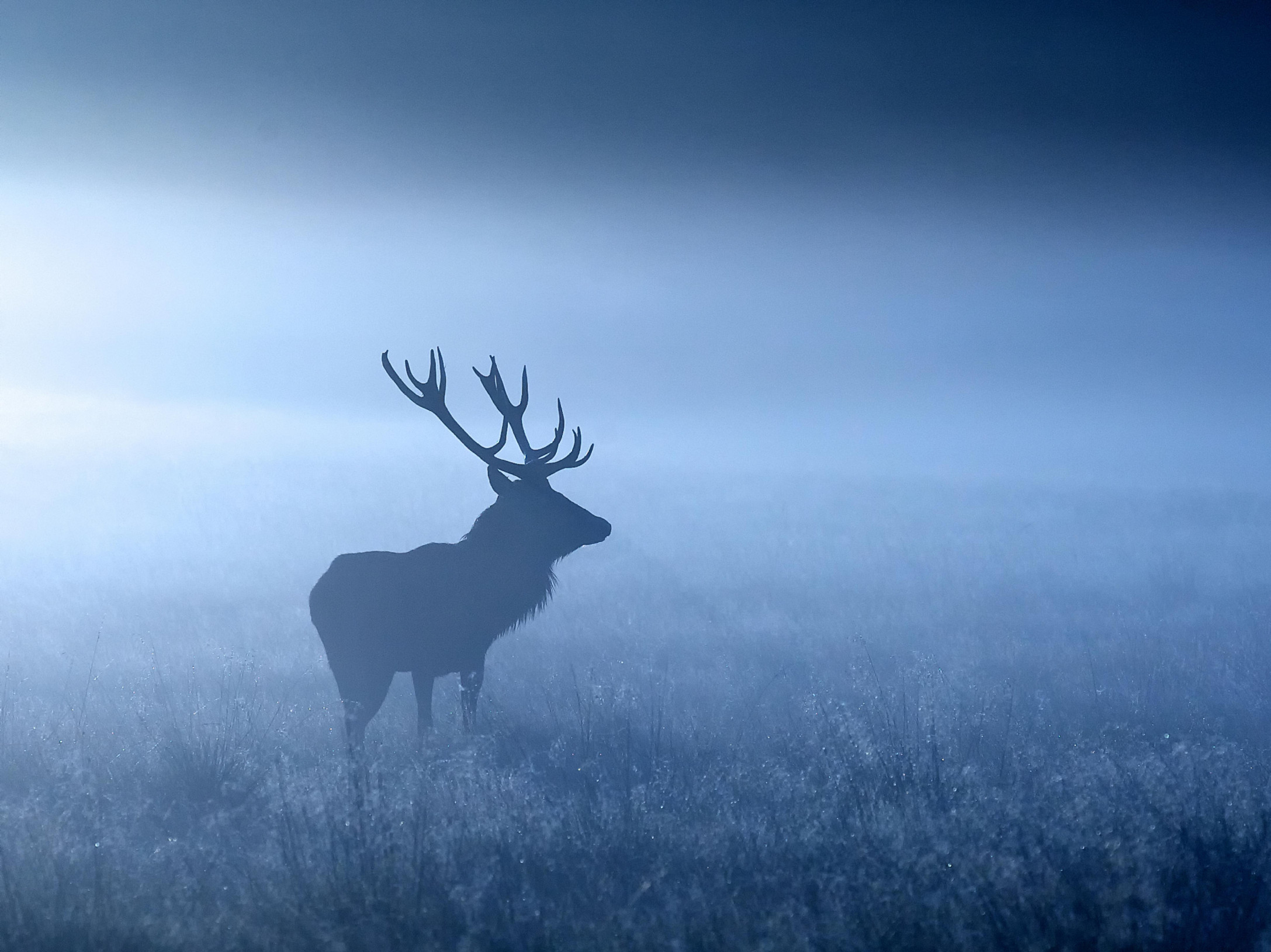 Misty Deer 300385