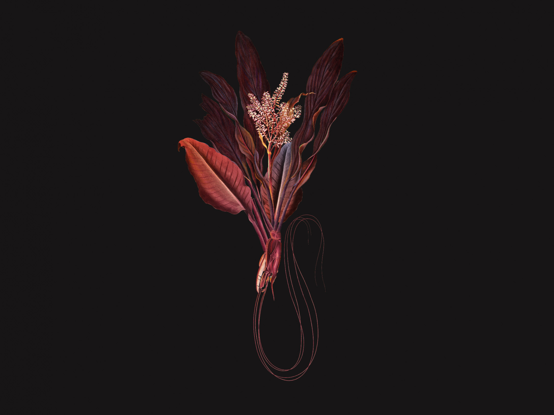 Phyllum-Rubrum Dark 300378