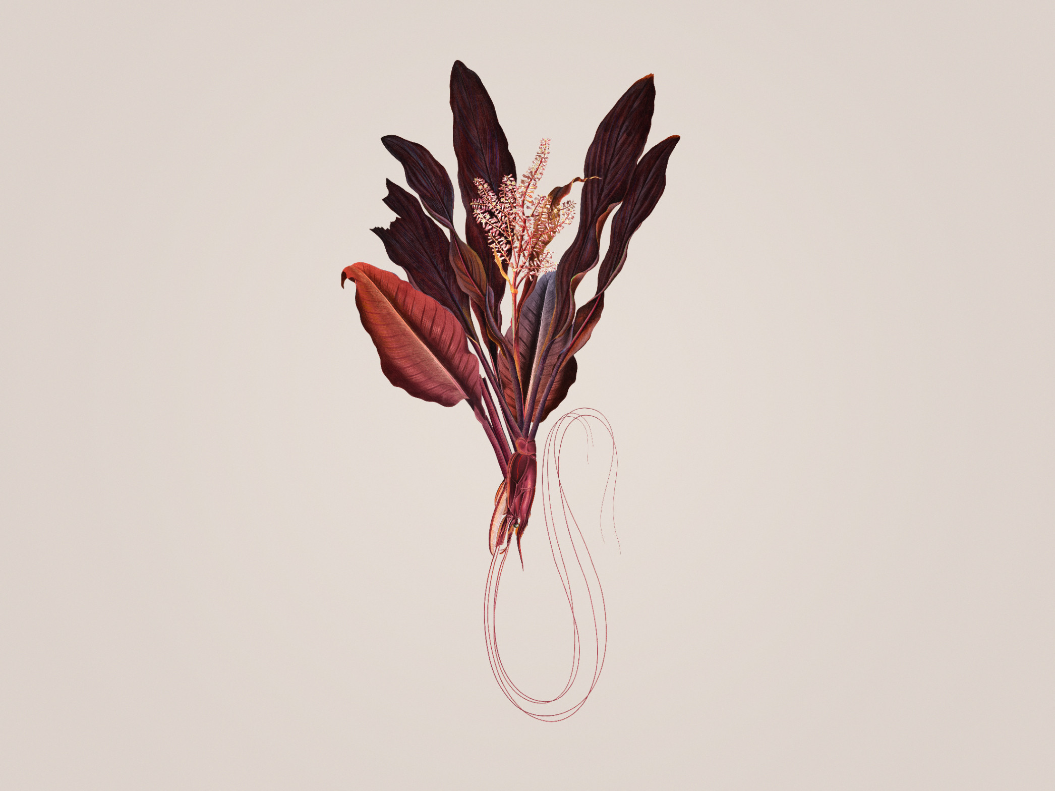 Phyllum-Rubrum Light 300380