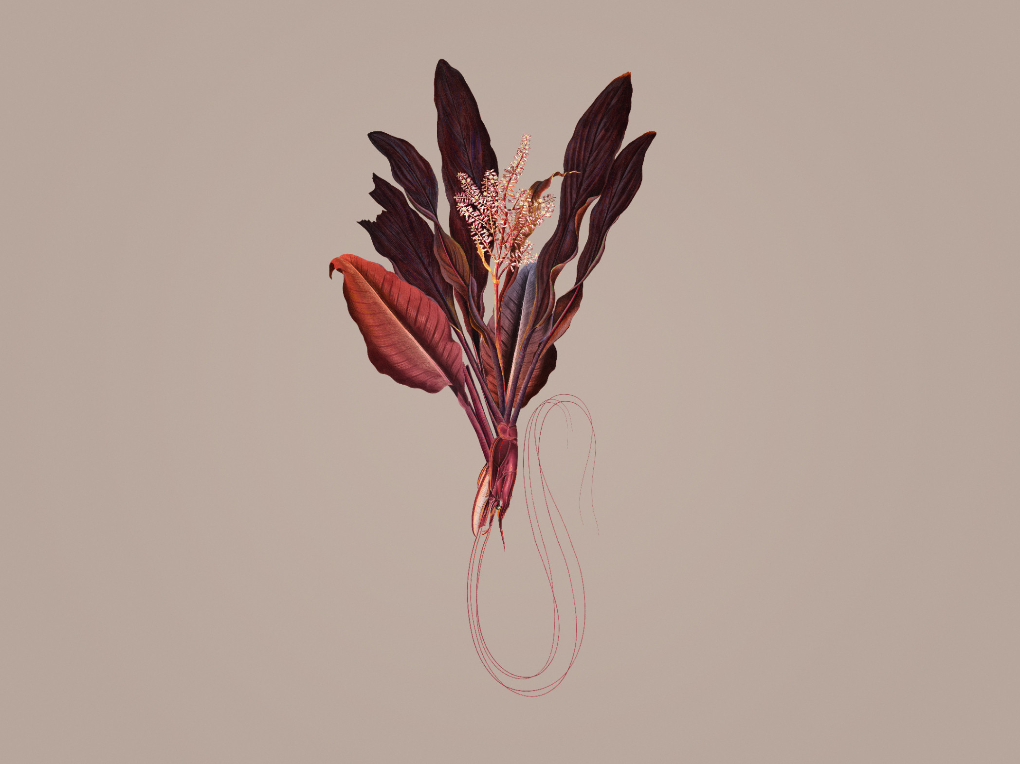 Phyllum-Rubrum Mid 300379