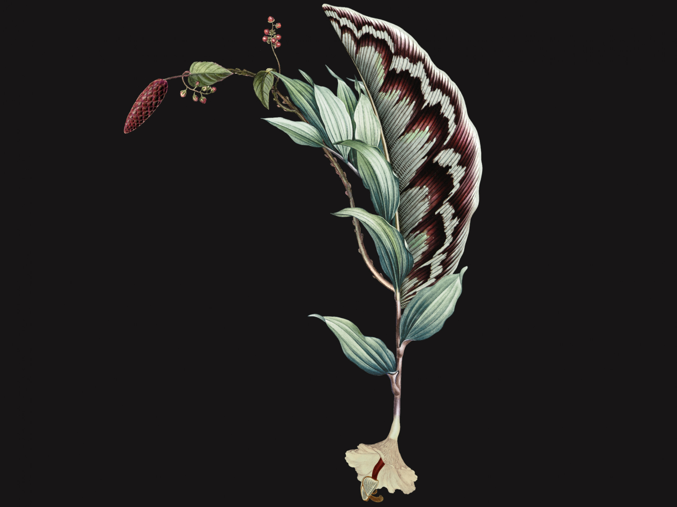 Pina-Viridi Dark 300375