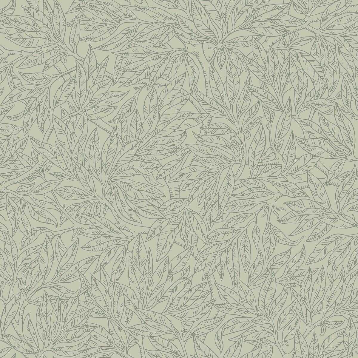Salix Alba 7787