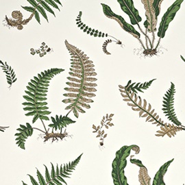 Ferns Original Green BW45044-1