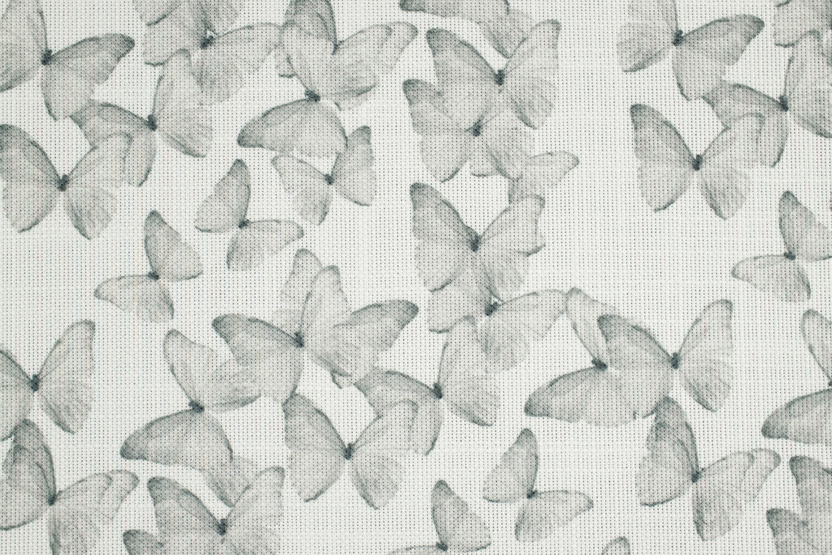 Cassiopea FR 211910