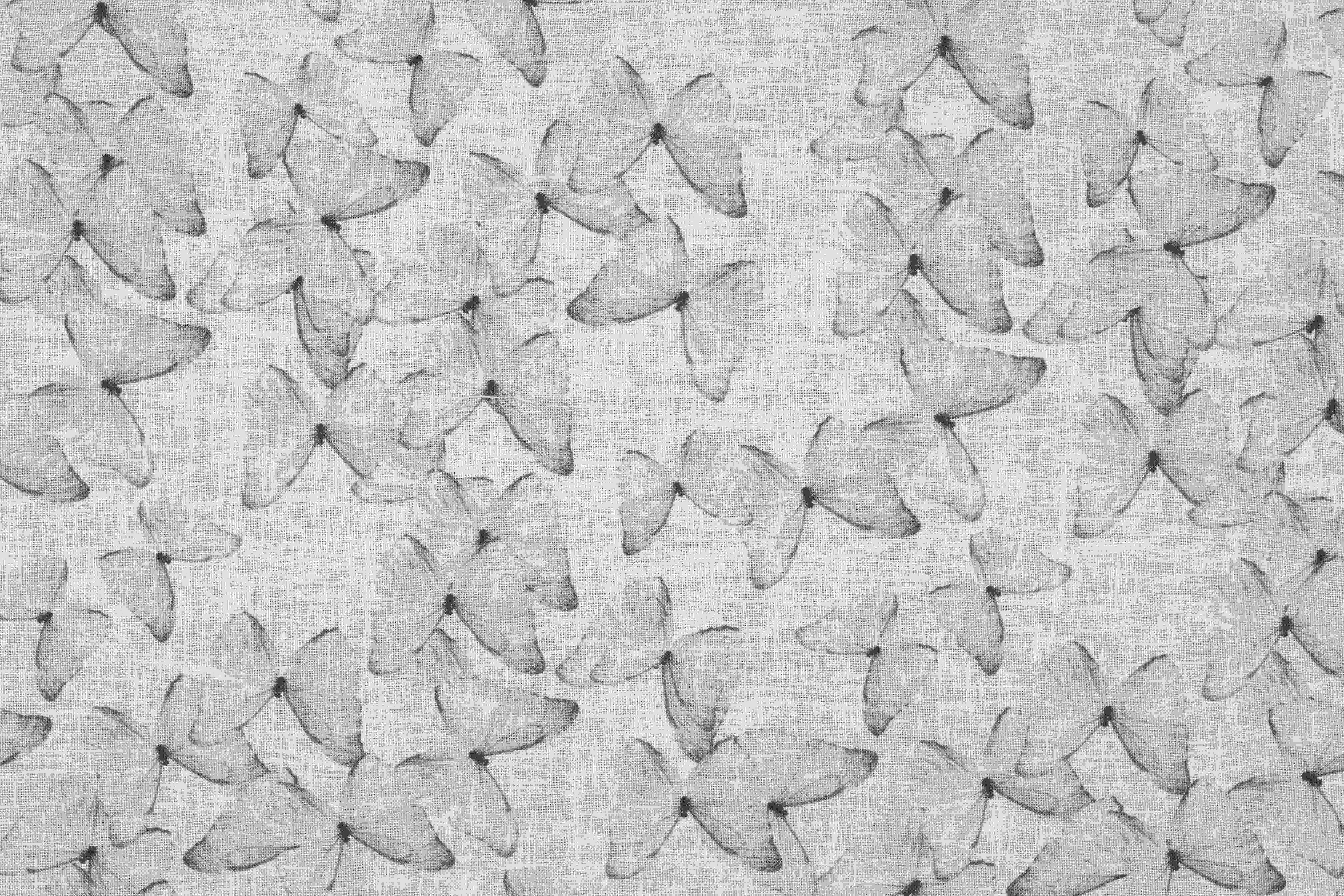 Cassiopea Levis 211898