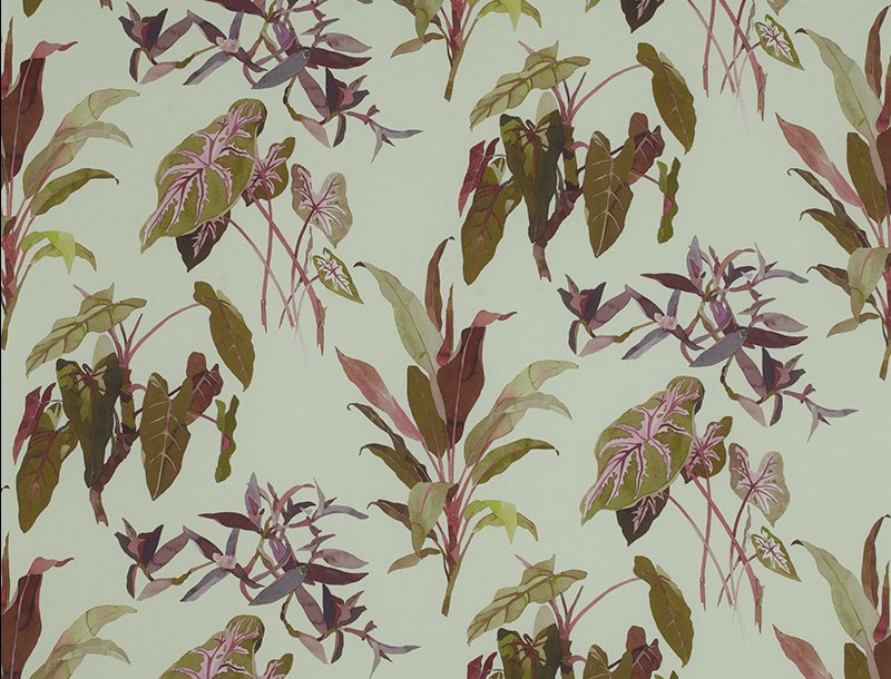 Caladium 3491-01