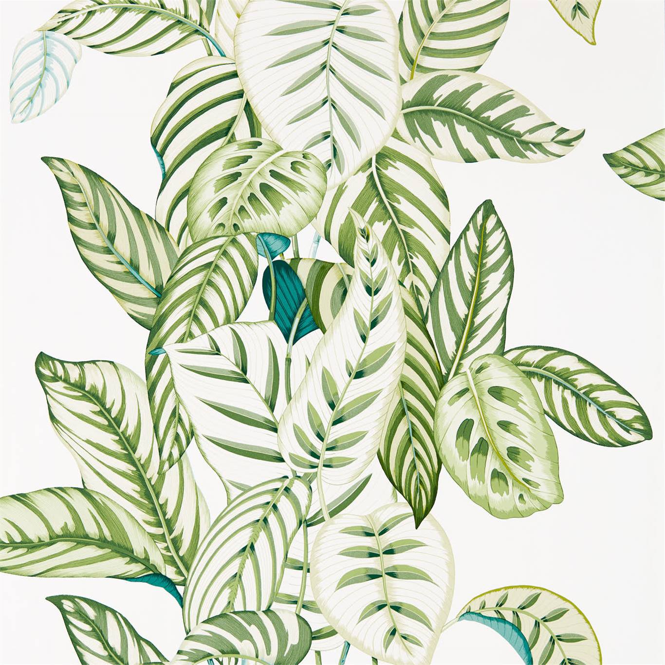 Calathea 216630