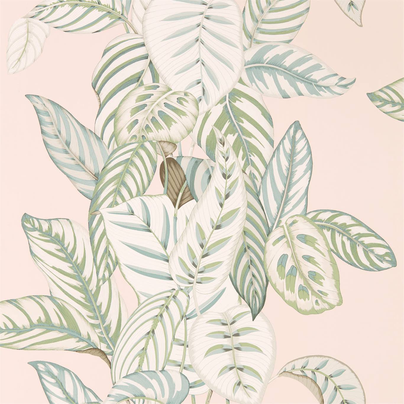 Calathea 216632