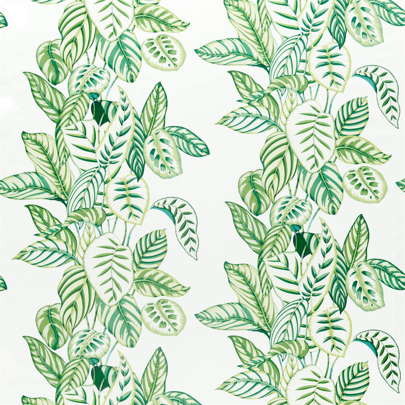 Calathea 226575