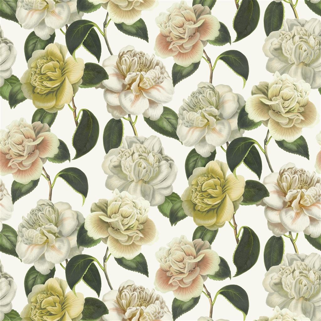 Camellia Folly FJD6020-02