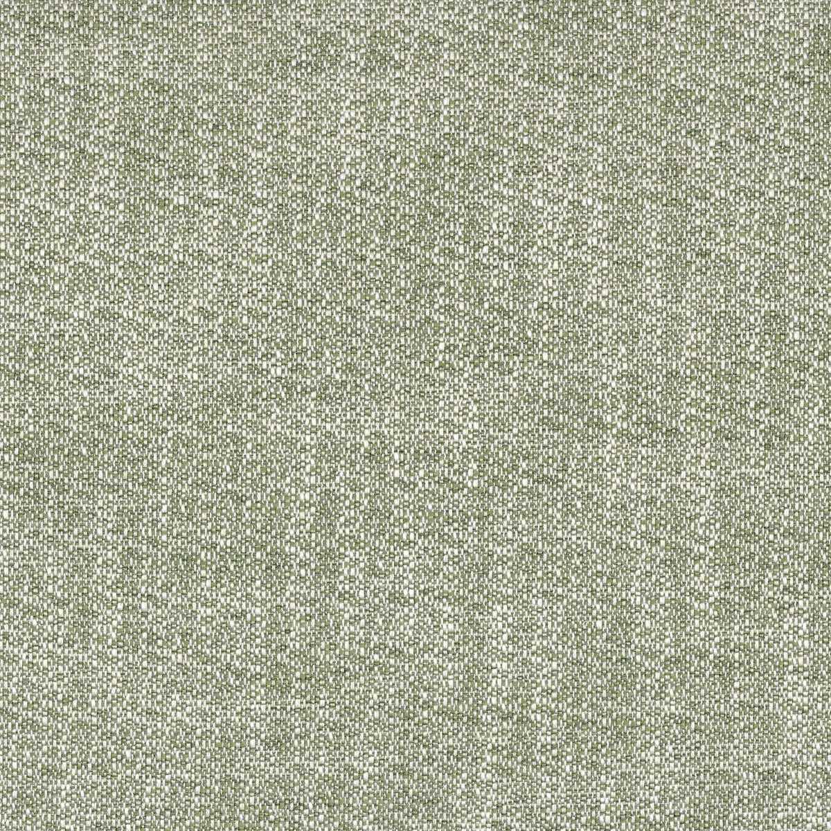 Tramea FR 48921033