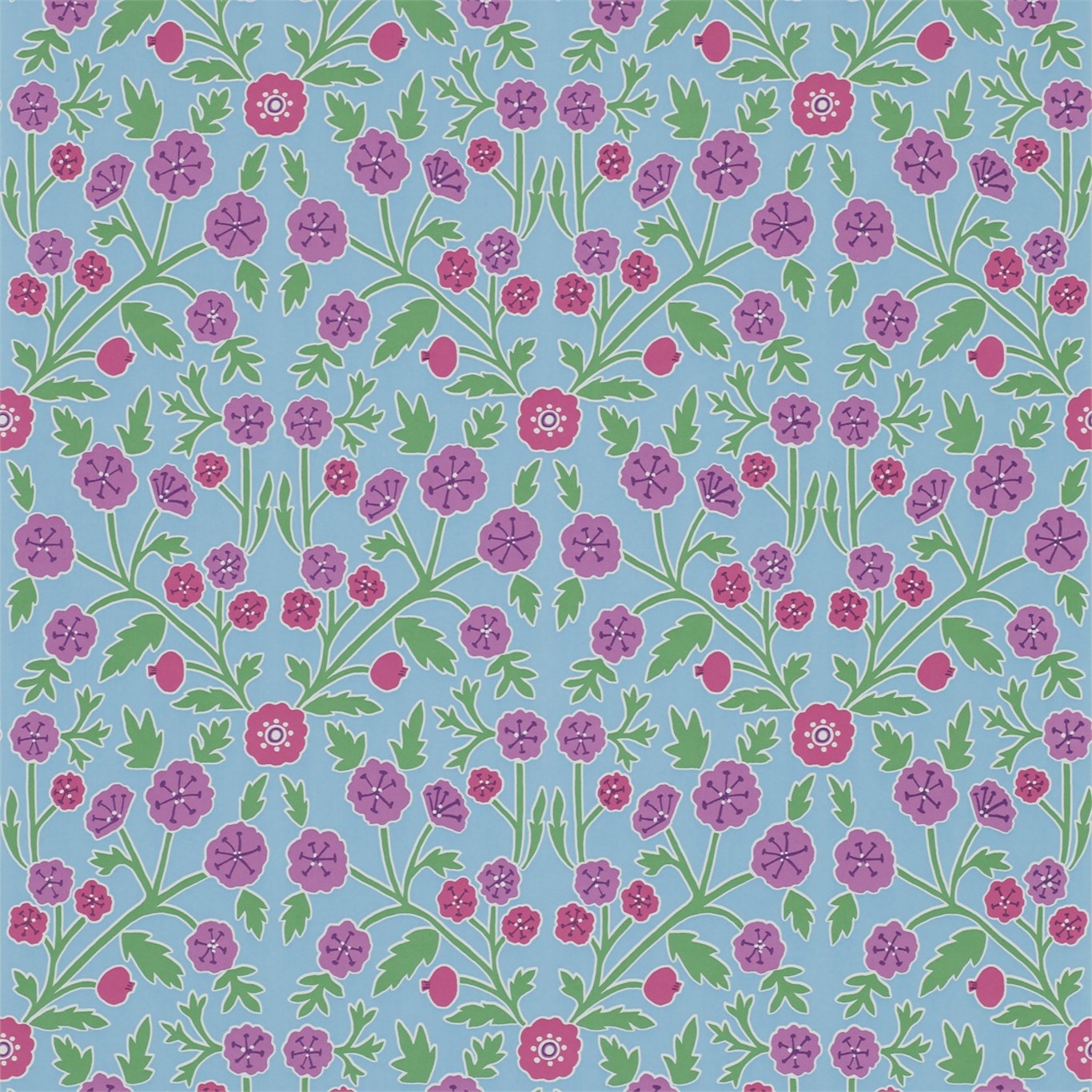 Candytuft DPAV214758