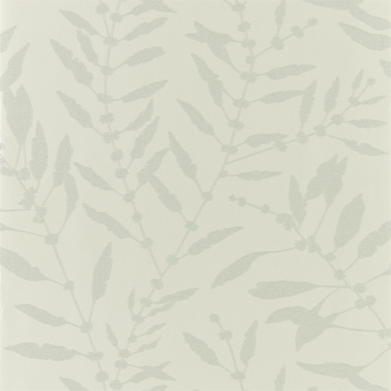 Chaconia Shimmer 111659
