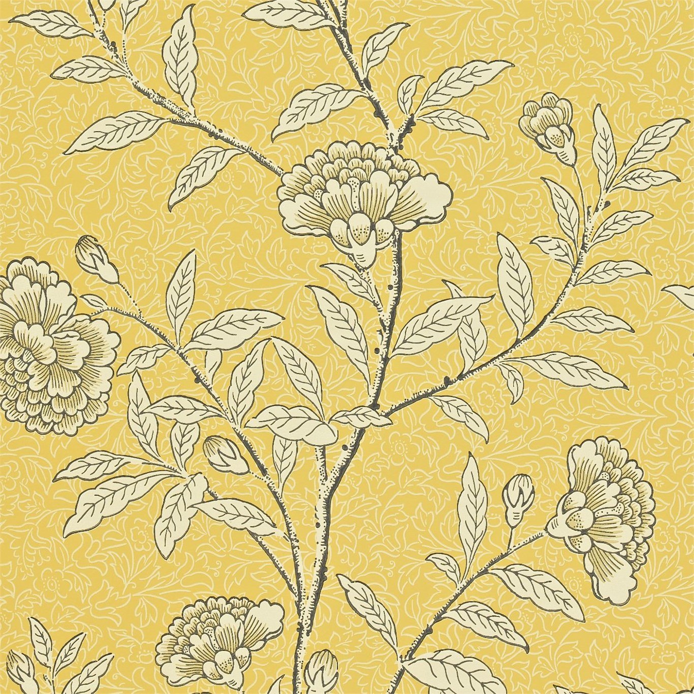 Chinese Peony DRCH212135