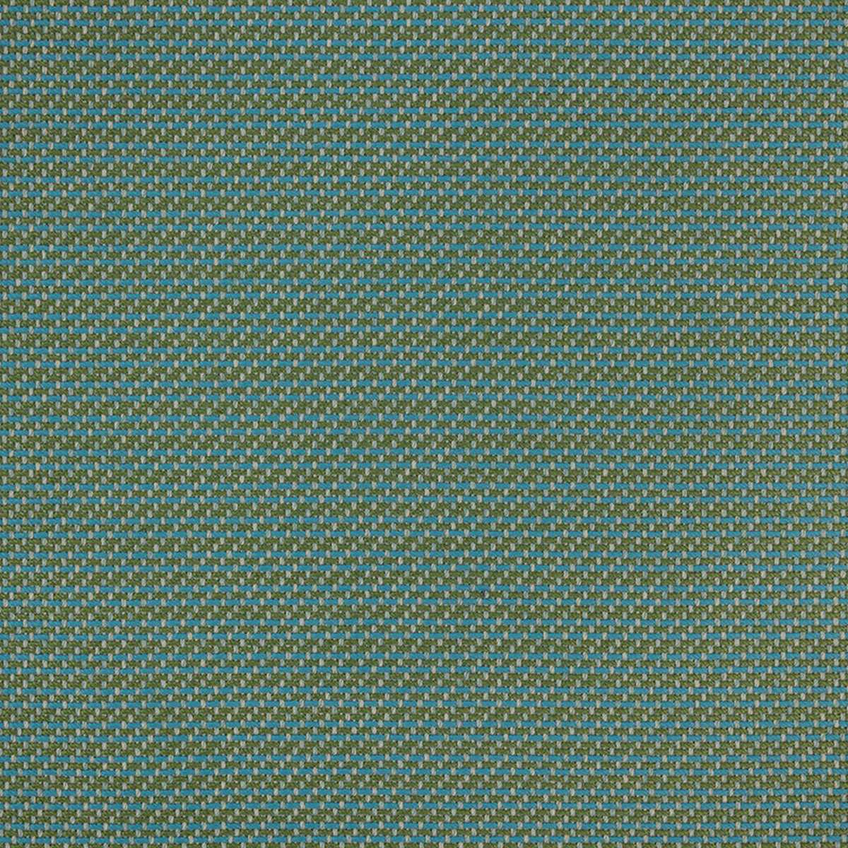 Horizon Kiwi