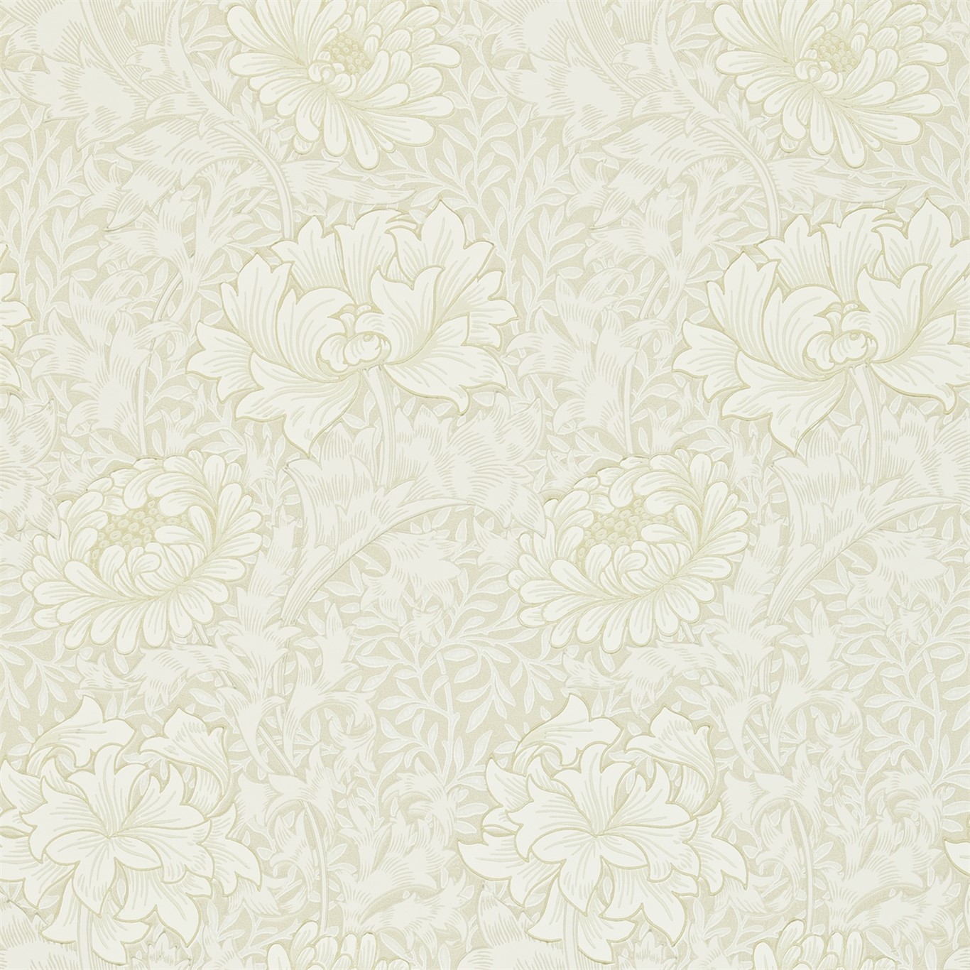 Chrsyanthemum 216457