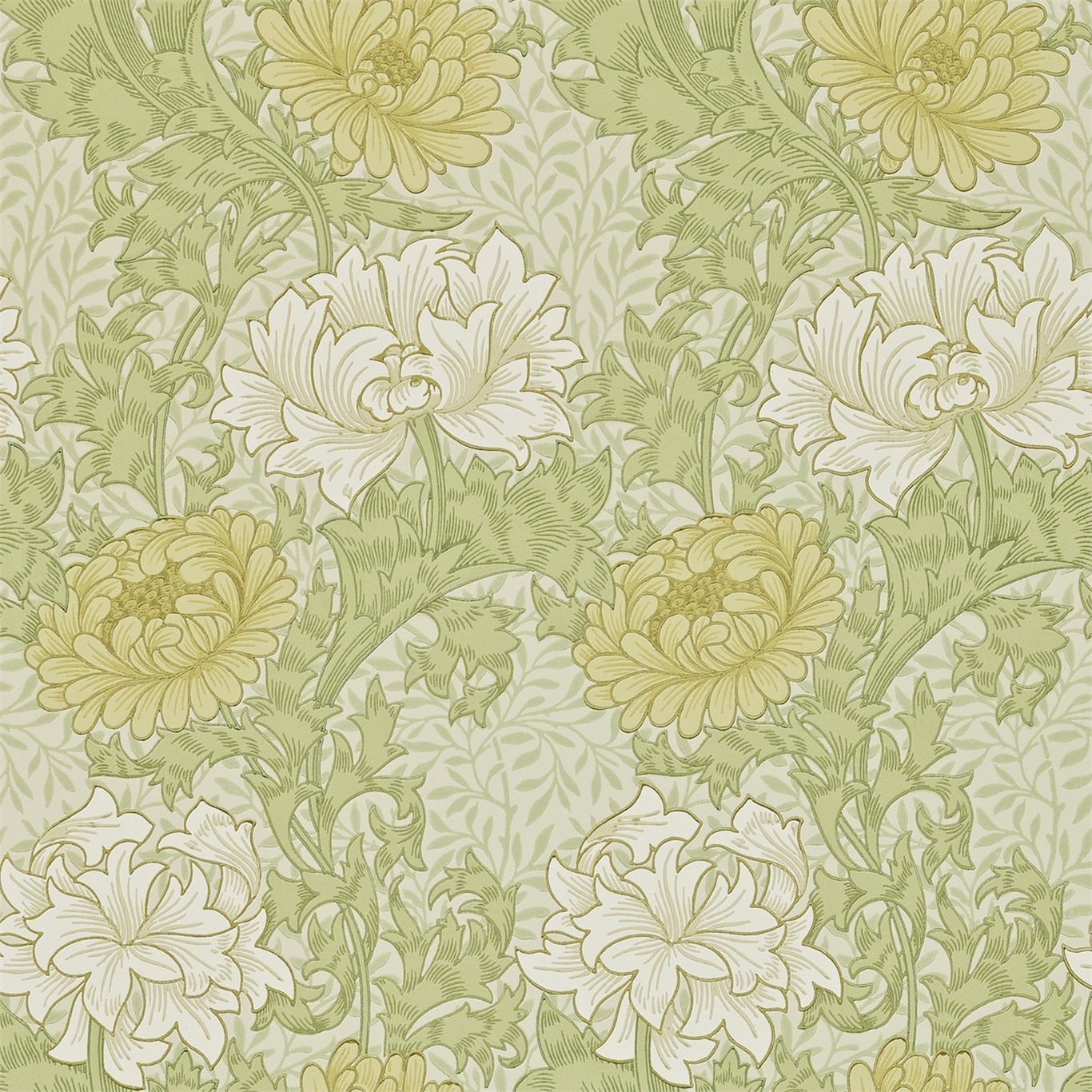 Chrysanthemum 212545