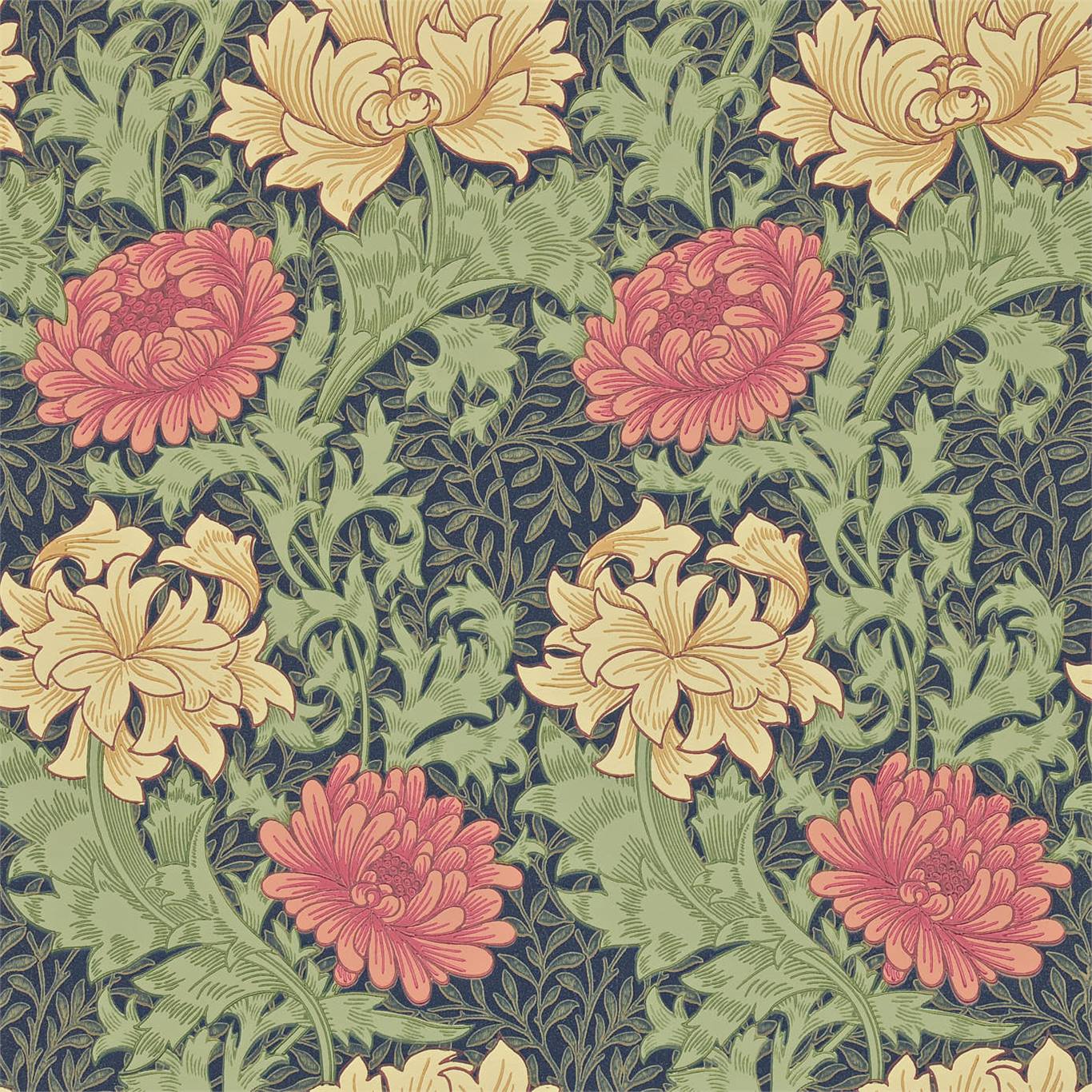 Chrysanthemum 216854