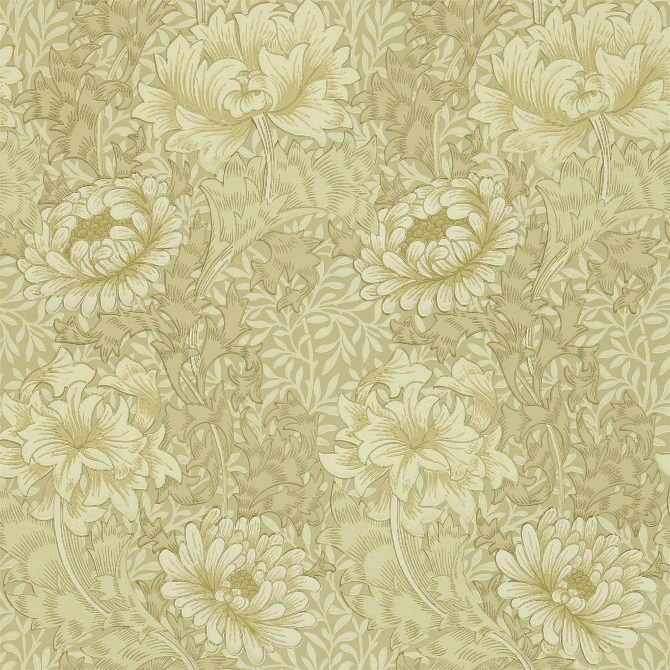 Chrysanthemum DMCW210419