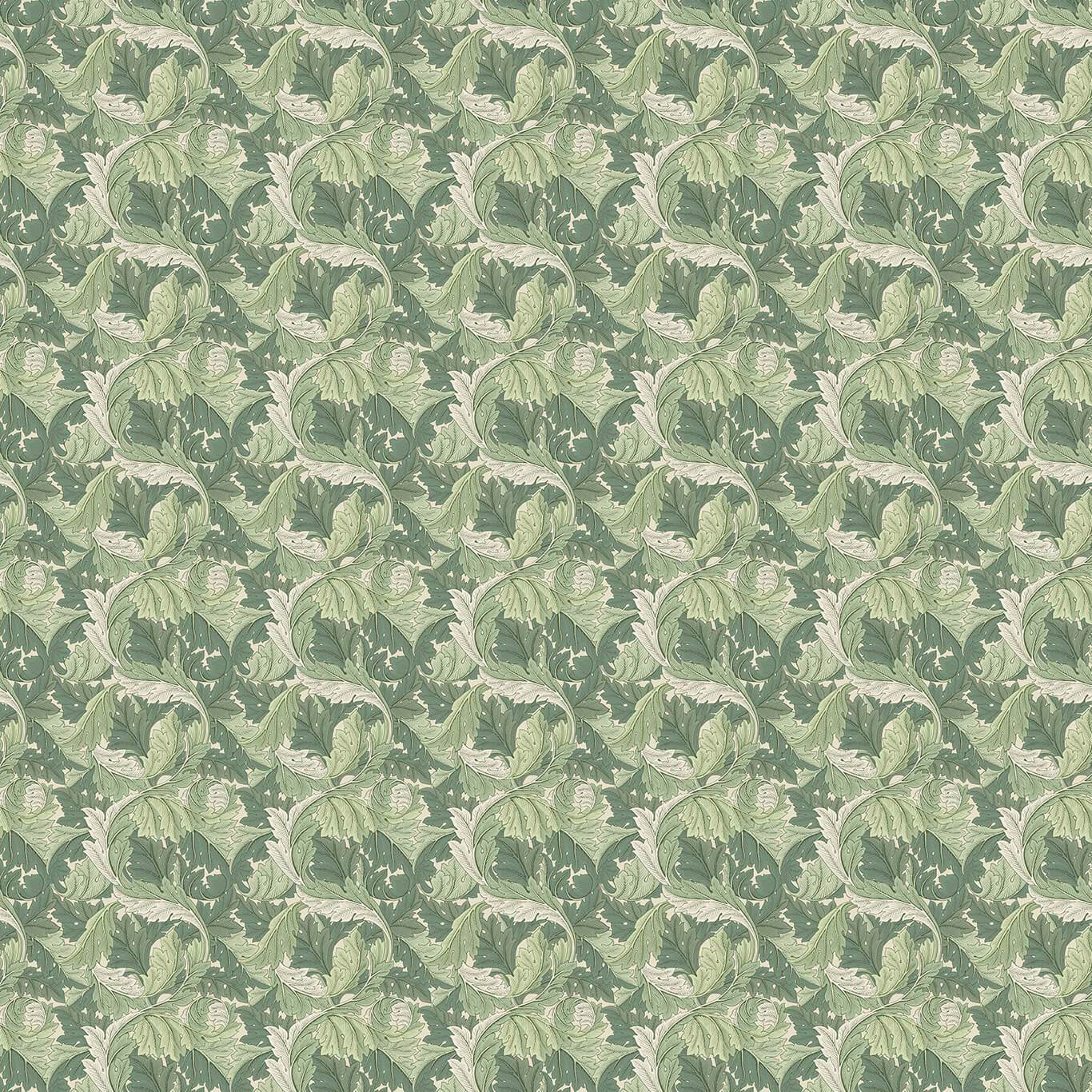 Acanthus F1681/02