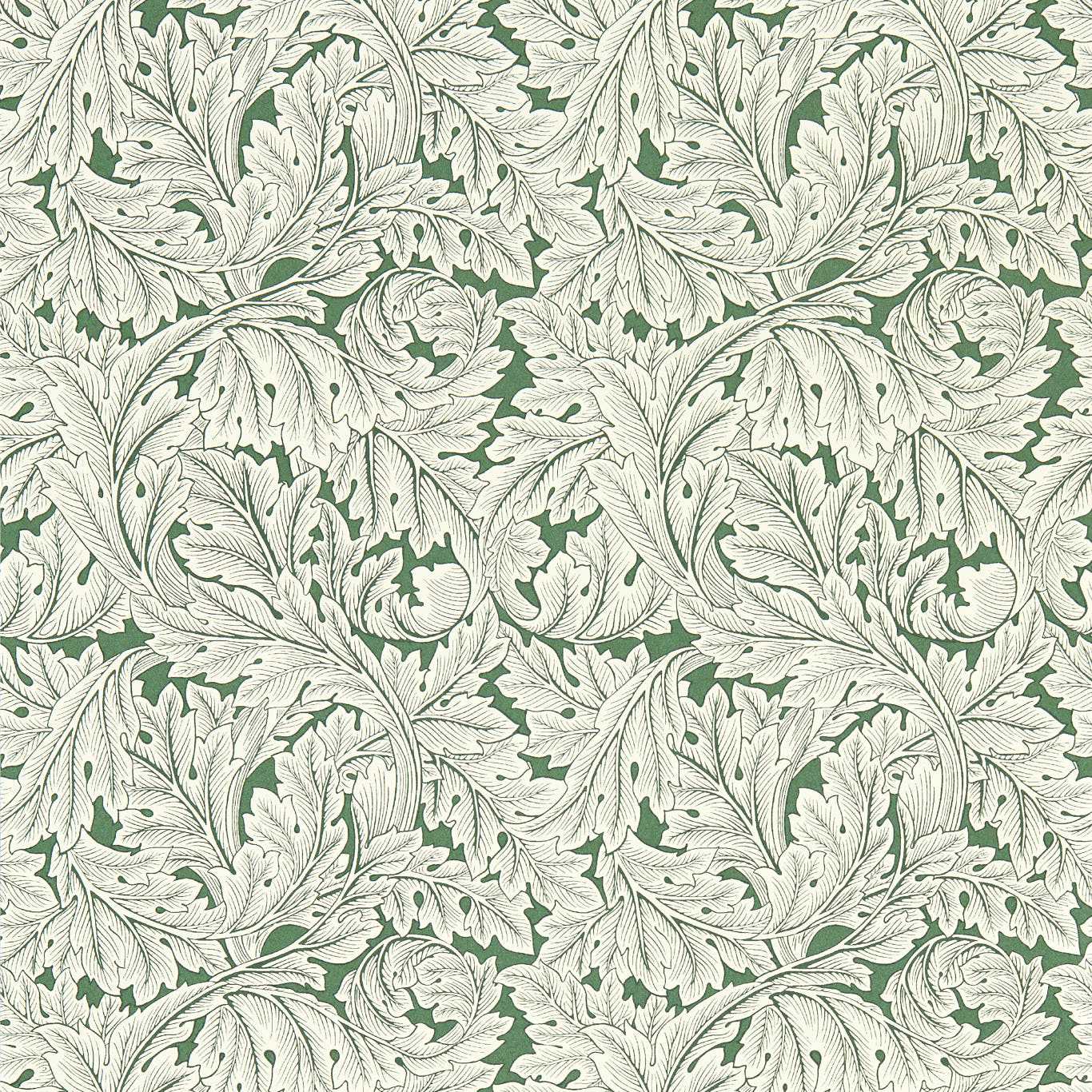Acanthus W0175-01