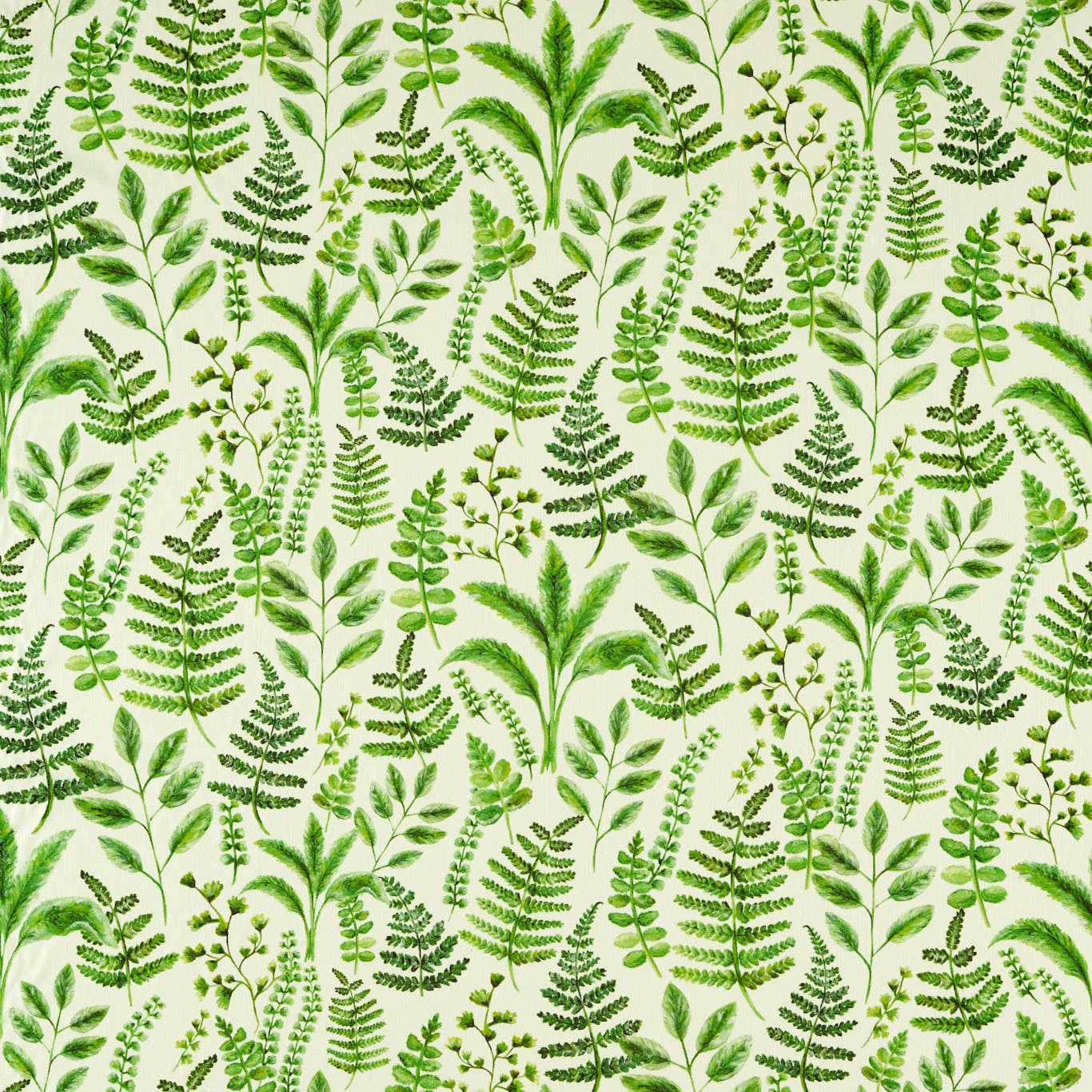 Bracken F1653/01