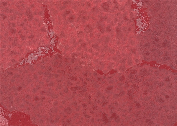 Collages COL2050