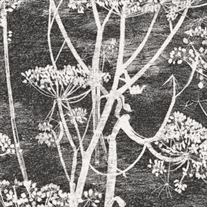 Cow Parsley 66-7046